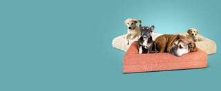 Orthopedic Dog Beds