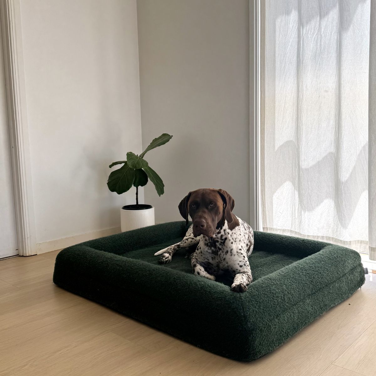 Treat a store dog bed cover