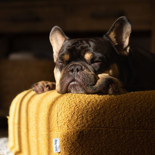 Memory Foam Dog Bed - Boucle Mustard