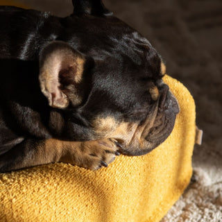 Memory Foam Dog Bed - Boucle Mustard