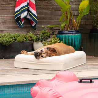 Cooling Dog Bed - Natural Memory Foam