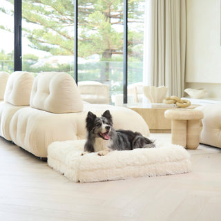 Memory Foam Dog Bed - Shag Cream